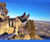 Brodie, a Norwegian Elkhound tested with EmbarkVet.com