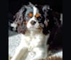 Iver McDerMutt, a Cavalier King Charles Spaniel tested with EmbarkVet.com