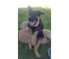 Photo of Tyson, a German Shepherd Dog, Golden Retriever, and Australian Shepherd mix in West Valley City, UT, USA