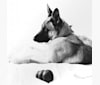 Photo of Thorin Oakenshield, a German Shepherd Dog 
