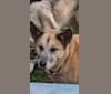 Photo of Ripley, an Akita Inu, Great Pyrenees, German Shepherd Dog, and Australian Cattle Dog mix in Mission, British Columbia, Canada