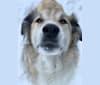 Photo of Hank, a Great Pyrenees, Alaskan Malamute, and German Shepherd Dog mix in Wabasca-Desmarais, Alberta, Canada