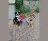Nikki, a German Shepherd Dog and Chow Chow mix tested with EmbarkVet.com