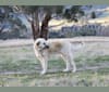 Pasha, an Anatolian Shepherd Dog tested with EmbarkVet.com