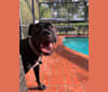 Photo of Oliver, an American Pit Bull Terrier, American Staffordshire Terrier, and Mixed mix in Tampa, Florida, USA