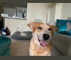 Bird, an Australian Cattle Dog and Labrador Retriever mix tested with EmbarkVet.com