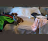Heidi, a Chihuahua and Shih Tzu mix tested with EmbarkVet.com