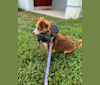 Photo of Nova, a Chihuahua and Mixed mix in Orlando, FL, USA