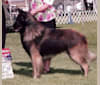 Sage, a Belgian Shepherd tested with EmbarkVet.com