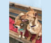 Cleo, a German Shepherd Dog and Labrador Retriever mix tested with EmbarkVet.com