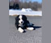 Photo of Lola, a Bernedoodle  in Millersburg, OH, USA