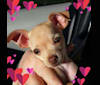 Photo of Bambi, a Chihuahua, Poodle (Small), and Mixed mix in Greenwood, AR, USA