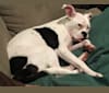 Photo of Jade, a Boxer, American Pit Bull Terrier, and American Bulldog mix in Minnesota, USA