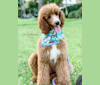 Penny, a Poodle (Standard) tested with EmbarkVet.com