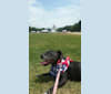 Leela, a Staffordshire Bull Terrier tested with EmbarkVet.com