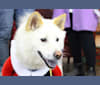 Lexy, a Vietnamese Village Dog tested with EmbarkVet.com