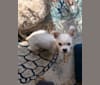 Apollonius, a Shih Tzu and Chihuahua mix tested with EmbarkVet.com