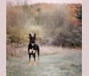 Photo of Josie, a Siberian Husky, German Shepherd Dog, Golden Retriever, and Saint Bernard mix in West Virginia, USA
