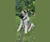 Ianto, a Norwegian Elkhound tested with EmbarkVet.com
