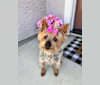 Lucy, a Yorkshire Terrier tested with EmbarkVet.com
