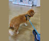 Gizmo, a Pug and Shih Tzu mix tested with EmbarkVet.com