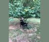 Finn, an American Pit Bull Terrier and Labrador Retriever mix tested with EmbarkVet.com