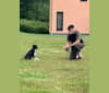 Amber, a West Asian Village Dog tested with EmbarkVet.com