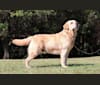 Napoleao, a Labrador Retriever tested with EmbarkVet.com