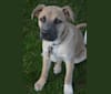 Photo of Indy, an American Pit Bull Terrier, German Shepherd Dog, Great Pyrenees, and Mixed mix in Kentucky, USA