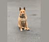 Gitlee, a Carolina Dog tested with EmbarkVet.com