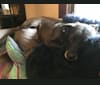 Laika, a German Shepherd Dog and Great Pyrenees mix tested with EmbarkVet.com