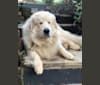 Photo of Voltaire, a Great Pyrenees  in 3512 Maple Bottom Dr, Unionville, VA 22567, USA
