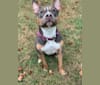 Nala, an American Staffordshire Terrier tested with EmbarkVet.com