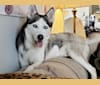 Yuki, a Siberian Husky tested with EmbarkVet.com
