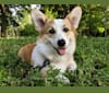 Kirby, a Pembroke Welsh Corgi tested with EmbarkVet.com