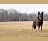 Goofy, a German Shepherd Dog tested with EmbarkVet.com