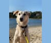 BASTI ARMANI, an Arabian Village Dog and Saluki mix tested with EmbarkVet.com