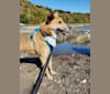 Abel, a German Shepherd Dog and Jindo mix tested with EmbarkVet.com