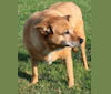 Steffi E. O., an Australian Cattle Dog and Labrador Retriever mix tested with EmbarkVet.com