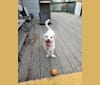 Tucker, a Chihuahua and Pomeranian mix tested with EmbarkVet.com