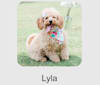 Lyla, a Goldendoodle tested with EmbarkVet.com