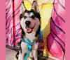 Zulia, a Siberian Husky and Chow Chow mix tested with EmbarkVet.com