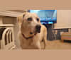 Brandon, a West Asian Village Dog tested with EmbarkVet.com
