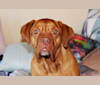 Courtney, a Dogue de Bordeaux tested with EmbarkVet.com