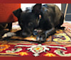 Dakota, a Chihuahua and Cocker Spaniel mix tested with EmbarkVet.com