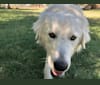 Aragorn, a Maremma Sheepdog tested with EmbarkVet.com