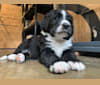 Leo, a Bernese Mountain Dog and Poodle (Standard) mix tested with EmbarkVet.com