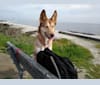 Reba, a Siberian Husky and German Shepherd Dog mix tested with EmbarkVet.com