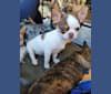 Ryleigh, a Chihuahua tested with EmbarkVet.com