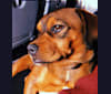 Jaxson, a Beagle and Pekingese mix tested with EmbarkVet.com